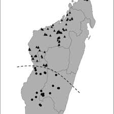 Image result for Gardenia transvenulosa