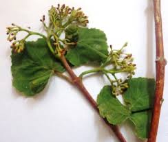 Image result for Cissus cornifolia