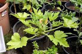 Square foot gardening is an effective way of gardening used to maximize land and resources. Courgettes And Cucumbers Diary Of A Brussels Kitchen Garden