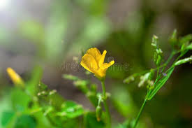 Motion blur is the appearance of long thin lines in photos or images due to the movement of objects while shooting. 2 034 Yellow Blurred Background Lens Flare Photos Free Royalty Free Stock Photos From Dreamstime