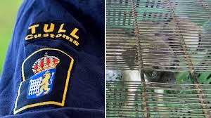 Maybe you would like to learn more about one of these? Tullverket Ser Omfattande Hundsmuggling Vi Kan Inte Stoppa Det P4 Malmohus Sveriges Radio