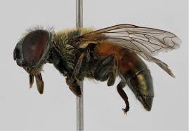 23:21 | con toda la pasión que le pone el clan di palma al torino, josito logró la victoria en concepción del uruguay. New Data On The Hoverflies Of Morocco Diptera Syrphidae With Faunistic And Bibliographical Inventories