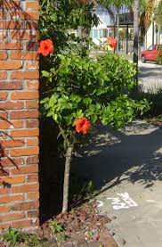 Hibiscus tree overview how to grow tropical hibiscus. Hibiscus Buy In Tampa Brandon Riverview Apollo Beach
