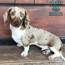 Dapple mini dachshund puppies | teacup puppies & boutique. Dachshund Puppies Rockin M Kennel South Texas