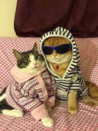 My Boyfriend Is So Cool Cute Cats Cats Cat Memes