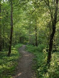 A Walk In The Woods The Most Peaceful Place To Be Landscape Beautiful Nature Nature Photos