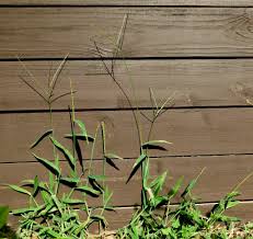 Image result for Digitaria gymnostachys