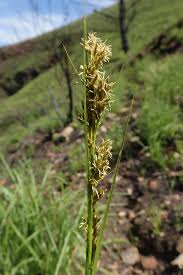 Image result for Schoenoxiphium