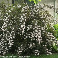 See more of ninebark landscaping on facebook. Summer Wine Black Ninebark Plant Addicts