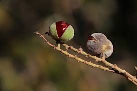 Image result for Pappea capensis