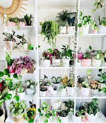 Mel On Instagram Fridaywithfriends Megsjungle I M So Inspired By This Gorgeous Collection Of Fr House Plant Pots House Plants Decor Plant Decor