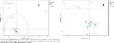 Image result for Coleus longipetiolatus