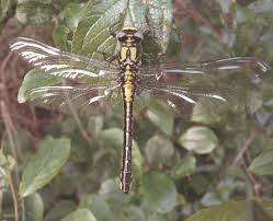 Dragonflies And Damselflies Field Studies Council