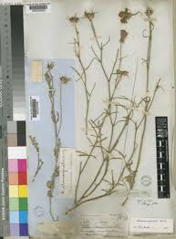 Image result for Hibiscus pusillus