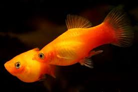 12 Steps To Take Care Of Your Baby Platy Fish 2019
