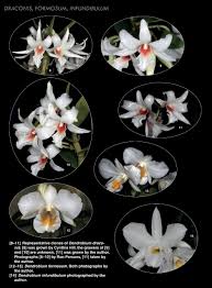 Image result for Dendrobium