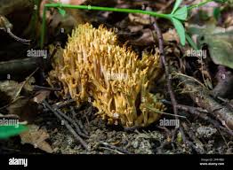 Image result for Ramaria stricta