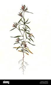 Image result for Misopates