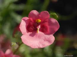 Image result for ostruhatka