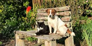 Hudson to the all cats & dogs family! Poisoning Of Dogs Cats Vet Services Hawke S Bay
