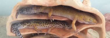 Mar 02, 2020 · as crepuscular animals that are truly active for a short period of the day, leopard geckos tend to sleep a lot. Oh No Your Leopard Gecko Escaped Their Tank Leopardgeckoland Com