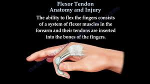 flexor tendon anatomy and injury