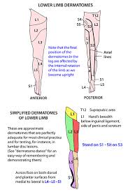 instant anatomy diagram