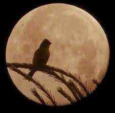 Chord bagaikan pungguk merindukan bulan. Bagai Pungguk Merindukan Bulan Like A Longing For The Moon Steemit