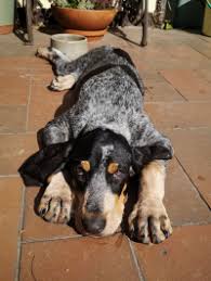 Image result for lucernský honič