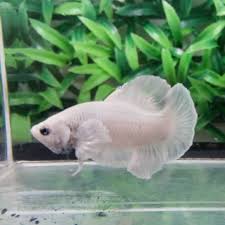 Ikan cupang memiliki nama latin yaitu betta sp yang merupakan ikan air tawar yang dapat hidup di daerah tropis. Ikan Cupang Dumbo Ear White 1 Pasang Shopee Indonesia