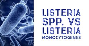 When it contaminates food, you can't see, smell. Listeria Spp Vs Listeria Monocytogenes Safe Food Alliance