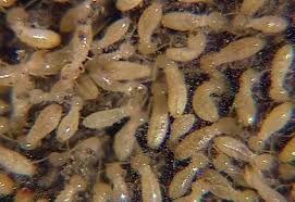 Stop in and visit us today and see what a difference we. Termite Pest Control Texas Bug Masters