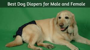 Best Male And Female Who Is In Heat Dog Diapers Reviews
