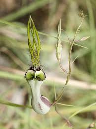 Image result for Ceropegia mirabilis