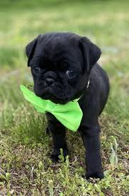 We did not find results for: Black Pug Puppies For Sale Near Me In Usa Canada Au Eu