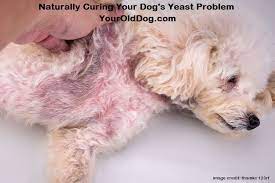 Dog Fungal Skin Infection Yeast Infection Rash On Dog S Belly Dog Yeast Infection Skin Dog Yeast Infection Dog Skin Infection