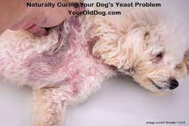 Many dogs with yeast dermatitis will also have a bacterial skin infection (pyoderma) and will require antibiotics to how can i treat my dogs yeast infection naturally? Dog Fungal Skin Infection Yeast Infection Rash On Dog S Belly Dog Yeast Infection Dog Yeast Infection Skin Dog Skin Infection