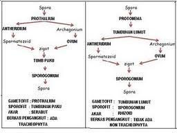 We did not find results for: Sebutkan Perbedaan Skema Pergiliran Keturunan Lumut Dengan Paku Brainly Co Id