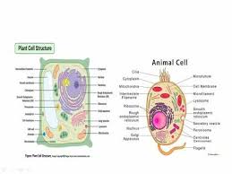 How to make an animal cell model. 3 Diff Between Plant Cell And Animal Cell And Cell As Structural And Functional Unit Of Life Youtube
