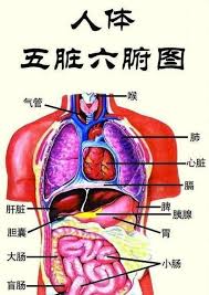 Tạng phủ trong y học cổ truyền