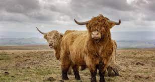 8 Things You Didn T Know About Highland Cattle Countryside Online
