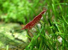 The Top 5 Shrimp For The Freshwater Aquarium