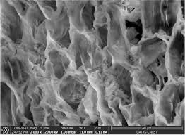 Image result for Tessmannia burttii