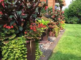 Gartenmeister Fuschias Vancouver Centennial Geraniums Creeping Jenny Red Cordyline Plants Garden Oasis Plant Combinations