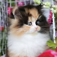 1.2 angka kucing di erek erek bergambar. Kucing Archives Dennis G Zill