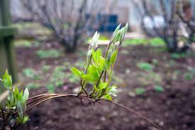 Clematis vermehren 2019 clematis durch ableger vermehren the post clematis vermehren 2019 appeared first on landscape diy. Clematis Uber Ableger Vermehren So Ziehen Sie Neue Waldreben