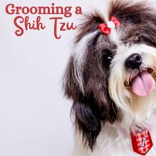 Shih tzus are generally healthy, but when they do suffer from a health issue, it can be serious. Grooming Your Shih Tzu Keeping Your Dog Clean Pethelpful