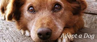 Where can i adopt a dog in maryland? Dog Adoption In Harford County Maryland The Humane Society Of Harford County