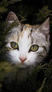 Cat Peeking Out Behind Branches Wallpaper Iphone Android Desktop Backgrounds Cat Care Cats Cats And Kittens