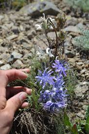 Image result for Lactuca setosa